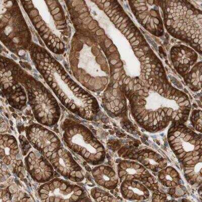 Immunohistochemistry-Paraffin: VASP Antibody [NBP1-85792] - Staining of human stomach shows strong membranous positivity in glandular cells.