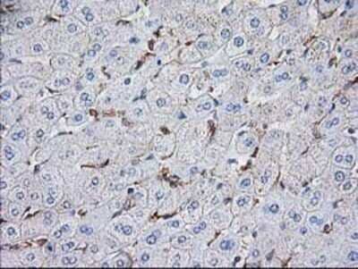 Immunohistochemistry: VASP Antibody (OTI4D6) - Azide and BSA Free [NBP2-74830] - Staining of paraffin-embedded Human liver tissue using anti-VASP mouse monoclonal antibody.