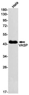 Western Blot: VASP Antibody (S04-2B0) [NBP3-19801] - Western blot detection of VASP in Hela cell lysates using NBP3-19801 (1:500 diluted). Predicted band size: 40kDa. Observed band size: 40kDa.