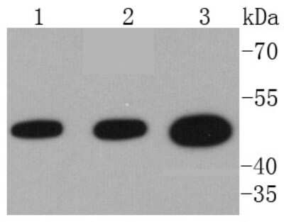 Western Blot: VASP Antibody (SY02-16) [NBP2-67443] - Analysis of VASP on different lysates using anti-VASP antibody at 1/1,000 dilution. Positive control: Lane 1: Hela Lane 2: MCF-7 Lane 3: HT29