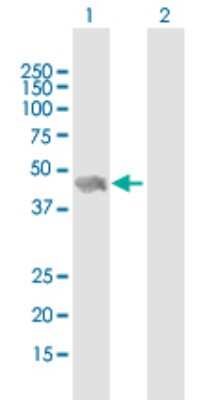 Western Blot: VASP Antibody [H00007408-B01P] - Analysis of VASP expression in transfected 293T cell line by VASP polyclonal antibody.  Lane 1: VASP transfected lysate(41.8 KDa). Lane 2: Non-transfected lysate.