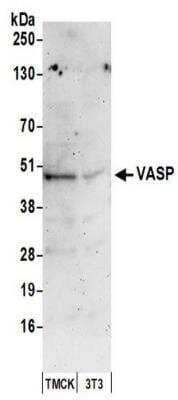 Western Blot: VASP Antibody [NBP2-41363] - Samples: Whole cell lysate (50 ug) from TCMK-1 and NIH3T3 cells prepared using NETN lysis buffer. Antibody: Affinity purified rabbit anti-VASP antibody NBP2-41363 used for WB at 0.4 ug/ml. Detection: Chemiluminescence with an exposure time of 3 minutes.