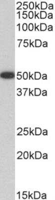 Western Blot: VASP Antibody [NBP2-42515] - (0.01ug/ml) staining of Human Platelets lysate (35ug protein in RIPA buffer). Primary incubation was 1 hour. Detected by chemiluminescence.