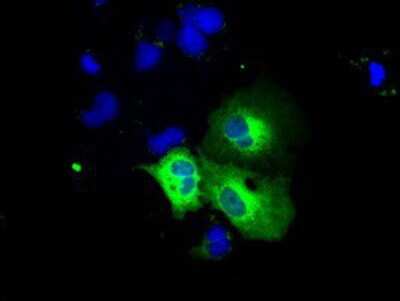 Immunocytochemistry/Immunofluorescence: VAT1L Antibody (1H3) [NBP2-02485] Staining of COS7 cells transiently transfected by pCMV6-ENTRY VAT1L.