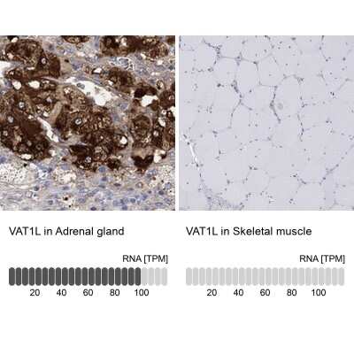 Immunohistochemistry-Paraffin: VAT1L Antibody [NBP3-17071] - Analysis in human adrenal gland and skeletal muscle tissues using Anti-VAT1L antibody. Corresponding VAT1L RNA-seq data are presented for the same tissues.