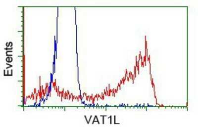 Flow Cytometry: VAT1L Antibody (OTI1H3) - Azide and BSA Free [NBP2-74831] - HEK293T cells transfected with either pCMV6-ENTRY VAT1L.(Red) or empty vector control plasmid (Blue) were immunostaining with anti-VAT1L mouse monoclonal, and then analyzed by flow cytometry.