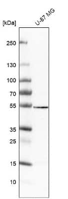 Western Blot: VAT1L Antibody [NBP1-92570] - Analysis in human cell line U-87 MG.