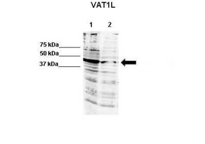 Western Blot: VAT1L Antibody [NBP2-88568] - WB Suggested Anti-Vat1l Antibody. Positive Control: Lane 1: 60ug human NT2 cell line Lane 2: 80ug mouse brain extract. Primary Antibody Dilution : 1:500. Secondary Antibody : IRDye 800 CW goat anti-rabbit from Li-COR Bioscience. Secondry Antibody Dilution