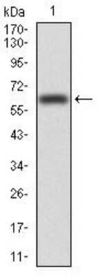 Western Blot: VAV2 Antibody (3F5D3) [NBP2-52583] - Analysis using VAV2 mAb against human VAV2 (AA: 552-868) recombinant protein. (Expected MW is *** kDa)