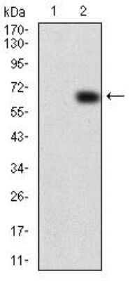 Western Blot: VAV2 Antibody (3F5D3) [NBP2-52583] - Western blot analysis using VAV2 mAb against HEK293 (1) and VAV2 (AA: 552-868)-hIgGFc transfected HEK293 (2) cell lysate.