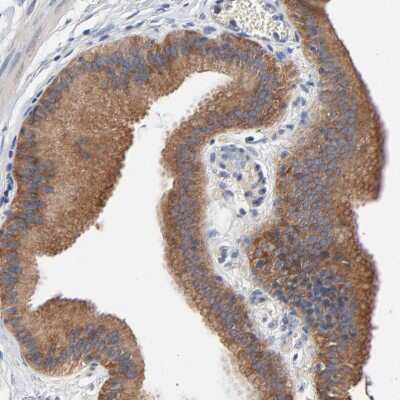 Immunohistochemistry-Paraffin: VAV2 Antibody [NBP1-86520] - Staining of human gall bladder shows cytoplasmic positivity in glandular cells.