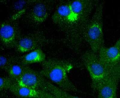 Immunocytochemistry/Immunofluorescence: VAV2 Antibody (SC68-03) [NBP2-67623] - Staining VAV2 in NIH/3T3 cells (green). The nuclear counter stain is DAPI (blue). Cells were fixed in paraformaldehyde, permeabilised with 0.25% Triton X100/PBS.