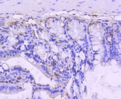 Immunohistochemistry-Paraffin: VAV2 Antibody (SC68-03) [NBP2-67623] - Analysis of paraffin-embedded mouse colon tissue using anti-VAV2 antibody. Counter stained with hematoxylin.