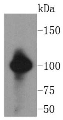 Western Blot: VAV2 Antibody (SC68-03) [NBP2-67623] - Analysis of VAV2 on SW480 cells lysates using anti-VAV2 antibody at 1/1,000 dilution.