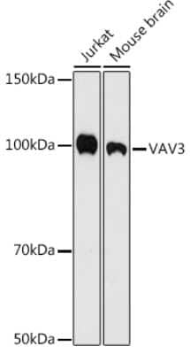 Western Blot VAV3 Antibody (9A10D8)