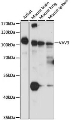 Western Blot VAV3 Antibody - Azide and BSA Free