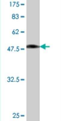 Western Blot: VBP1 Antibody (1B4) [H00007411-M02] - Detection against Immunogen (47.41 KDa) .