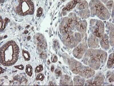 Immunohistochemistry: VBP1 Antibody (2E6) [NBP2-46329] - Analysis of Human pancreas tissue.