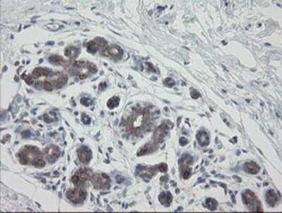 Immunohistochemistry: VBP1 Antibody (2E6) [NBP2-46329] - Analysis of Human breast tissue.