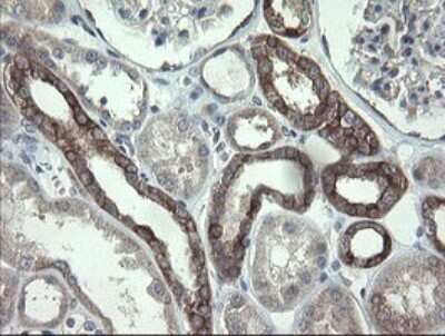 Immunohistochemistry: VBP1 Antibody (2E6) [NBP2-46329] - Analysis of Human Kidney tissue.