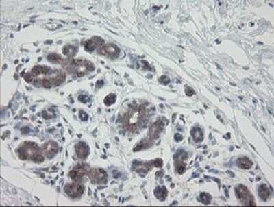 Immunohistochemistry: VBP1 Antibody (OTI2E6) - Azide and BSA Free [NBP2-74836] - Analysis of Human breast tissue.
