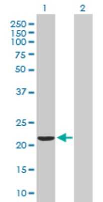 Western Blot: VBP1 Antibody [H00007411-B01P] - Analysis of VBP1 expression in transfected 293T cell line by VBP1 polyclonal antibody.  Lane 1: VBP1 transfected lysate(21.67 KDa). Lane 2: Non-transfected lysate.