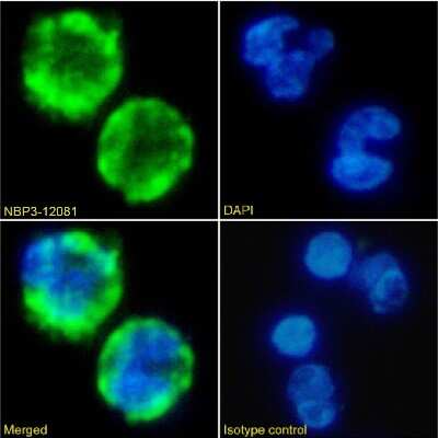 Immunocytochemistry/Immunofluorescence: VCAM-1/CD106 Antibody (B-K9 (C106-K9)) - Chimeric [NBP3-12081] - Immunofluorescence analysis of paraformaldehyde fixed human peripheral blood leukocytes on Shi-fix(TM) coverslips stained with the chimeric rabbit IgG version of B-K9 (C106-K9) (NBP3-12081) at 10 ug/ml for 1h followed by Alexa Fluor(R) 488 secondary antibody (2 ug/ml), showing membrane staining. The nuclear stain is DAPI (blue). Panels show from left-right, top-bottom NBP3-12081, DAPI, merged channels and an isotype control. The isotype control was an unknown specificity antibody followed by staining with Alexa Fluor(R) 488 secondary antibody.