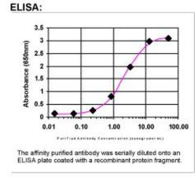 ELISA: VCAM-1/CD106 Antibody [33760002]