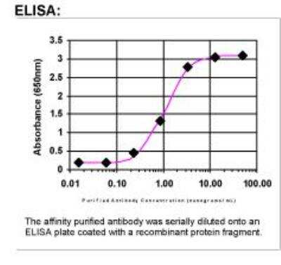 ELISA: VCAM-1/CD106 Antibody [33780002]