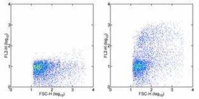 Flow Cytometry: VCAM-1/CD106 Antibody (MR106) [Biotin] [NBP1-43597] - Staining of rat bone marrow cells with 0.125 ug of Mouse IgG1 kappa Isotype Control Biotin (left) or 0.125 ug of Anti-Rat CD106 (VCAM-1) Biotin (right) followed by Streptavidin PE . Total viable cells were used for analysis.