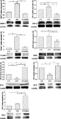 Western Blot: VCAM-1/CD106 Antibody (MR106) [NBP1-43368] - Western blot analyses of protein expressions of glutathione peroxidase-1 (GPx1), vascular cell adhesion molecule 1 (VCAM-1), inducible nitric oxide (iNOS), nuclear factor (NF-kappaB), matrix metalloproteinase-9 (MMP-9), and surfactant protein A and D (SP-A and SP-D) in lung (n = 3; * and # signify P < 0.05 and P < 0.001, respectively) Image collected and cropped by CiteAb from the following publication (//bmcpulmmed.biomedcentral.com/articles/10.1186/s12890-017-0448-9), licensed under a CC-BY license.