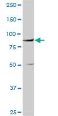 Western Blot: VCAM-1/CD106 Antibody [H00007412-D01P] - Analysis of VCAM1 expression in HeLa.