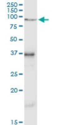 Western Blot: VCAM-1/CD106 Antibody [H00007412-D01P] - Analysis of VCAM1 expression in mouse testis.
