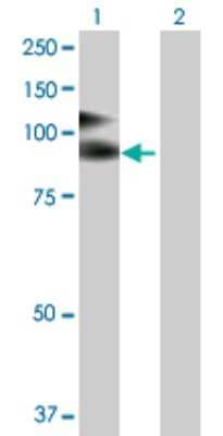 Western Blot: VCAM-1/CD106 Antibody [H00007412-D01P] - Analysis of VCAM1 expression in transfected 293T cell line by VCAM1 polyclonal antibody.Lane 1: VCAM1 transfected lysate(81.30 KDa).Lane 2: Non-transfected lysate.