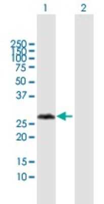 Western Blot VCX3A Antibody - Azide and BSA Free
