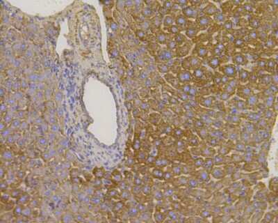 Immunohistochemistry-Paraffin: VDAC1 Antibody (SA93-03) [NBP2-67294] - Immunohistochemical analysis of paraffin-embedded mouse liver tissue using anti-VDAC1 antibody. The section was pre-treated using heat mediated antigen retrieval with Tris-EDTA buffer (pH 8.0-8.4) for 20 minutes. The tissues were blocked in 5% BSA for 30