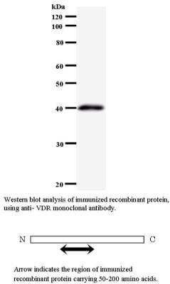 VDR/NR1I1/Vitamin D Receptor Antibody (8C356) [NBP1-94706] - Analysis of immunized recombinant protein using anti-VDR antibody. Arrow indicates region of immunized recombinant protein carrying 50-200 amino acids. 