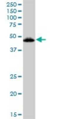 Western Blot: VDR/NR1I1/Vitamin D Receptor Antibody [H00007421-B01P] - Analysis of VDR expression in 293.