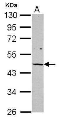 Western Blot: VDR/NR1I1/Vitamin D Receptor Antibody [NBP2-20865] - Sample (30 ug of whole cell lysate) A: 293T 10% SDS PAGE gel, diluted at 1:500.