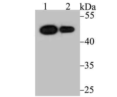 Western Blot: VDR/NR1I1/Vitamin D Receptor Antibody [NBP3-09079] - Western blot analysis of Vitamin D Receptor on different cell lysate using anti-Vitamin D Receptor antibody at 1/2,000 dilution.Positive control:Lane 1: U937Lane 2: SK-Br-3
