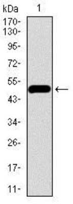 Western Blot: VE-Cadherin Antibody (3D5C7) [NBP2-37420] - Western blot analysis using CDH5 mAb against human CDH5 recombinant protein. (Expected MW is 47.6 kDa)