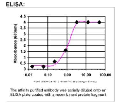 ELISA: VE-Cadherin Antibody [18940002]