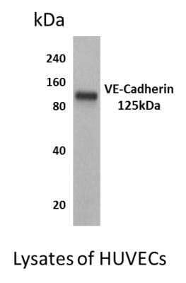 Western Blot: VE-Cadherin Antibody (MM0012-8A03) - Azide and BSA Free [NB110-60978] - Lysates of HUVECs with Mouse anti-Human VE-Cadherin (MM0012-8A03) antibody.