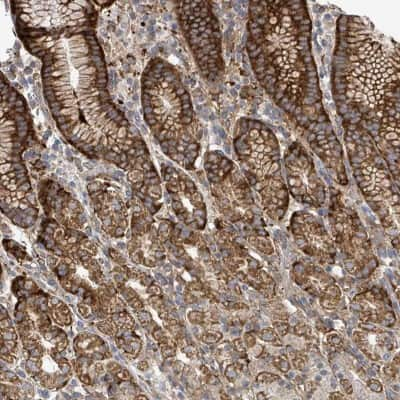 Immunohistochemistry: VE-Statin/EGFL7 Antibody [NBP2-68693] - Immunohistochemical staining of human stomach, upper shows strong cytoplasmic positivity in glandular cells.