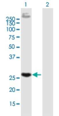 Western Blot: VE-Statin/EGFL7 Antibody [H00051162-B01P] - Analysis of EGFL7 expression in transfected 293T cell line by EGFL7 polyclonal antibody.  Lane 1: EGFL7 transfected lysate(30.03 KDa). Lane 2: Non-transfected lysate.