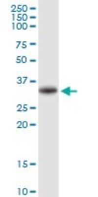 Western Blot: VE-Statin/EGFL7 Antibody [H00051162-D01P] - Analysis of EGFL7 expression in A-431.