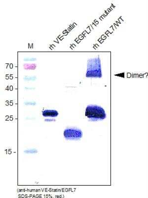 Western Blot: VE-Statin/EGFL7 Antibody [NBP1-47193] - Recombinant human VE-Statin, EGFL7/W15 mutant and EGFL7/WT using a polyclonal antibody directed against recombinant human EGFL7/WT produced in E. coli.