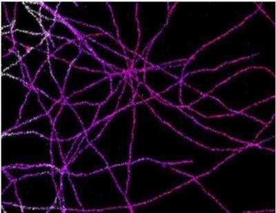 Immunofluorescence: VECTASHIELD(R) Antifade Mounting Medium [H-1000-NB] -  3D STORM imaging of Alexa Fluor 647 stained microtubules in a VECTASHIELD Mounting Medium/TRIS-Glycerol mixture. (Image kindly supplied by Dr. Nicolas Olivier, King's College, London UK.)