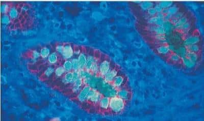 Immunohistochemistry: VECTASHIELD(R) Antifade Mounting Medium [H-1000-NB] - Multiple labeling of colon with Fluorescein (green), Texas Red(R) (red), and AMCA (blue) mounted with VECTASHIELD Mounting Medium.