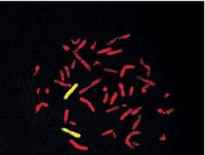 In-situ Hybridization: VECTASHIELD(R) Antifade Mounting Medium with Propidium Iodide [H-1300-NB] - Mounting Medium with Propidium Iodide [H-1300-NB] - Human chromosome 6 paint detected with FITC-labeled probe (yellow) and mounted with VECTASHIELD Mounting Medium with PI (red) Photo courtesy of Cytocell Ltd.